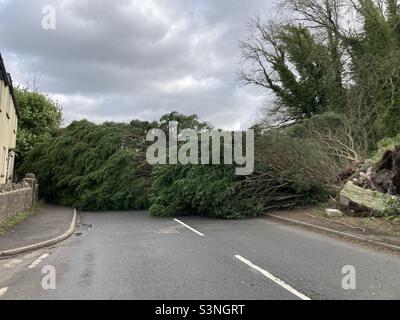 Storm Eunice - Baum über A368, Bath Road, Upper Langford, Somerset- Straße geschlossen- Sturmschaden - Baum entwurzelt- 18. Februar 2022 - 13:25 - Sachschaden Stockfoto