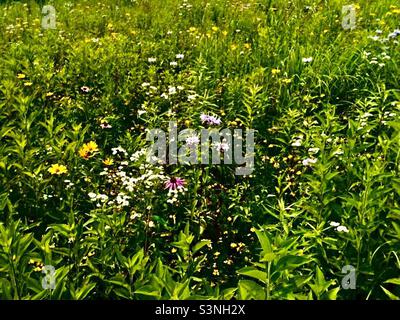 Ein Feld von Wildblumen an einem sonnigen Frühlings- oder Sommertag, wunderschöne Blumen, Schönheit in der Natur Stockfoto