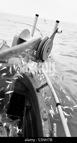 Sprossen, die auf einem Fischernetz an Bord eines Fischerbootes in der Nordsee in ein Fischerboot geschleppt werden Stockfoto
