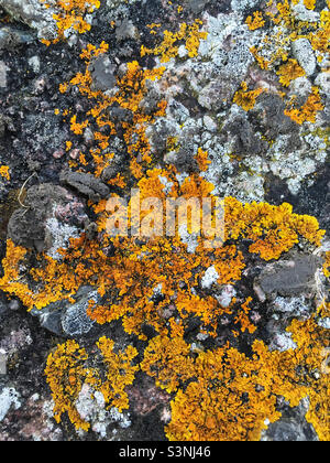 Senf Farbe foliose wächst auf dem Felsen Stockfoto