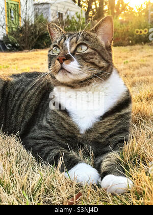 Weibliche, kurzhaarige Tabbykatze, die im ruhenden zoysia-Gras in ihrem Garten liegt und die Sonne hinter sich untergeht. Stockfoto