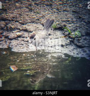 Grauer Katzenvögel, der auf das Wasser schaut Stockfoto