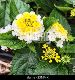 Zitronengelbe und weiß gefärbte kleine Blüten der lantana-Pflanze. Stockfoto