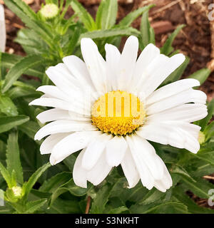 Eine einzelne Gänseblümchenblüte. Stockfoto