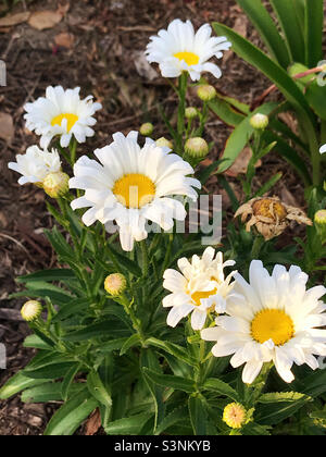 Hübsche Gänseblümchen, die in einem Garten im Hinterhof wachsen. Stockfoto