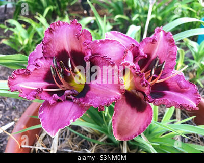 Wunderschöne, geraffte, rosafarbene Daylilienblüten. Stockfoto