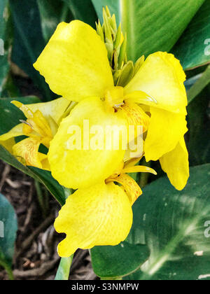 Schöne gelbe Canna Lily blüht. Stockfoto