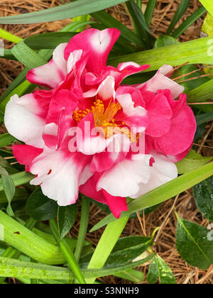 Frank Houser färbte rote und weiße Kamelienblüten. Stockfoto