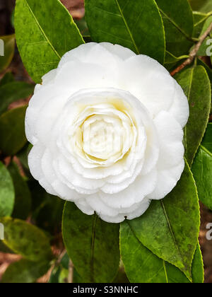 Schöne weiße Kamelie Japonica Blüte. Stockfoto