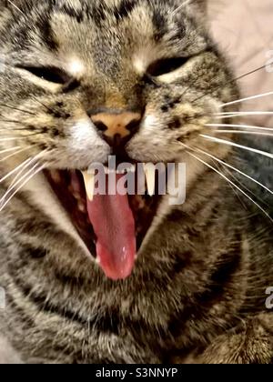 Grau gestromte Katze Mitte Gähnen, ragt aus seiner Zunge und zeigt Reißzähne & Schnurrhaare, witziges Katzengesicht, lächelnde Katze Stockfoto