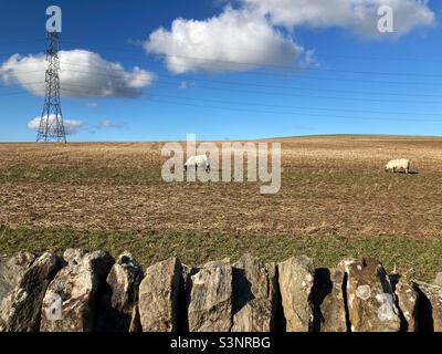 Schafe und Strommast in einem gepflügten Feld Stockfoto