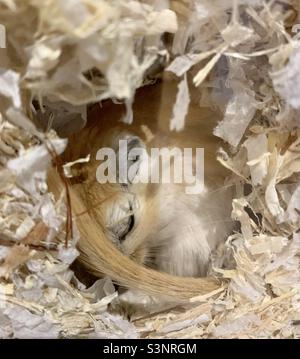 Gerbil rollte sich in seinem Nest schlafend zusammen Stockfoto