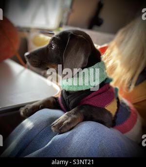 Billie Reynolds Miniatur-Dachshund-Welpe Stockfoto