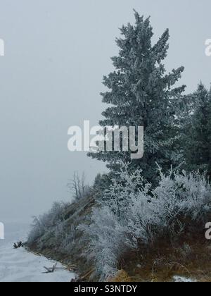 Reif, Ghost Lake Provincial Recreation Park, immergrün, Bäume, Wildnis, Wildnis, Schnee, Eis, Winter Stockfoto