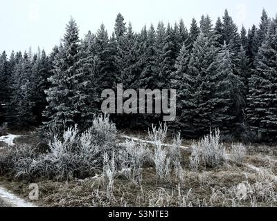 Reif, Ghost Lake Provincial Recreation Park, immergrün, Bäume, Wildnis, Wildnis, Schnee, Eis, Winter, Gras Stockfoto