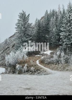 Reif, Ghost Lake Provincial Recreation Park, immergrün, Bäume, Wildnis, Wildnis, Schnee, Eis, Winter, Gras, Pfad Stockfoto