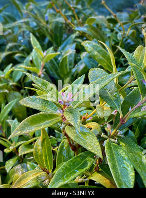 Nahaufnahme einer blühenden Himilayan-Süßkarton (Sarcococca hookeriana) im frühen Frühjahr mit ihren breiten Blättern, die mit glitzernden Regentropfen bedeckt sind. Stockfoto