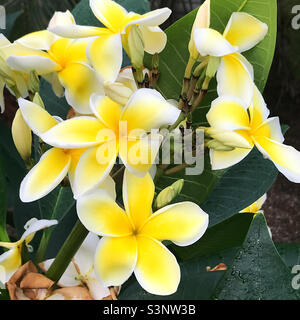 Plumeria aka Frangipani blüht. Stockfoto