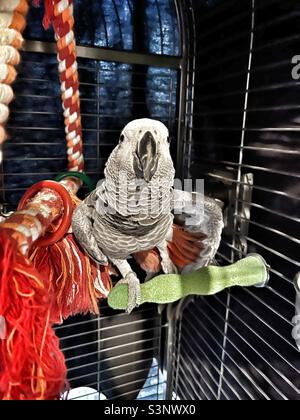 Baby African Grey Papagei sitzt auf ihrem Barsch und breitet seine Flügel aus Stockfoto