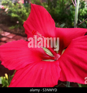 Leuchtend rote Blütenblüte der Texas Star Hibiscus Pflanze. Stockfoto