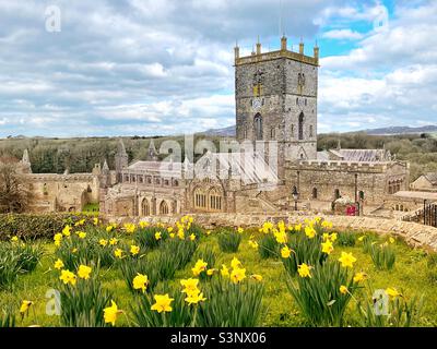 Narzissen in Blüte mit der St. David's Cathedral im Hintergrund Stockfoto