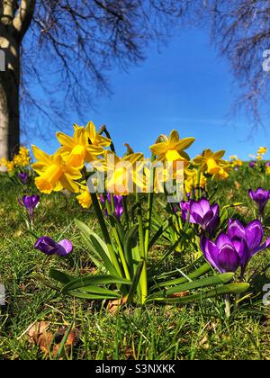 Blühende Narzissen und Krokus im Frühling Stockfoto