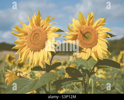 2 Sonnenblumen stehen auf einem Feld von ihnen vor einem blauen Himmel Stockfoto