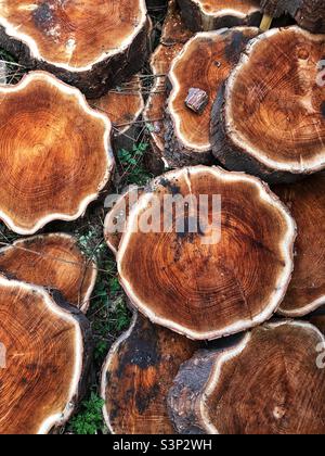 Verfaulender Baum gefällt und Stammscheiben auf dem Boden Stockfoto