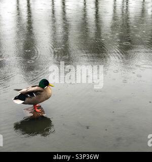 Mallard auf dem Ententeich im Regen Stockfoto