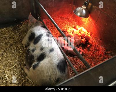 Ferkel schlafen unter einer Wärmelampe in einer Scheune Stockfoto