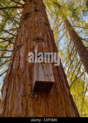 Vogelhaus hing auf Redwood Baum Stockfoto