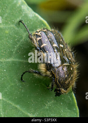 Ein weiß gefleckter, haariger Rosenkäfer am Rand eines Kapuzinerkleeblattes Stockfoto