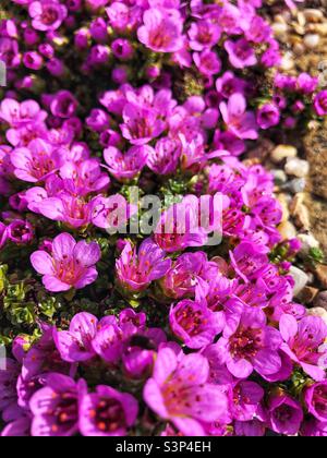 Saxifraga Oppositifolia, lila Steinbrech oder lila Steinbrech Stockfoto
