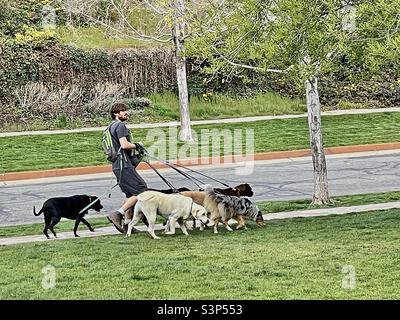Ein Hundewanderer hat an einem Frühlingstag im Memory Grove Memorial Park in Salt Lake City, Utah, USA, mit etwa einem halben Dutzend großer Hunde die Hände voll zu tun. Stockfoto