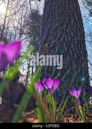 Gruppe von violetten Krokusblüten in bewaldeter Umgebung Stockfoto