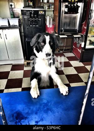 Schwarz-weißer Collie-Hund auf einem schwarz-weißen Karolenboden in einer Eisdiele Stockfoto
