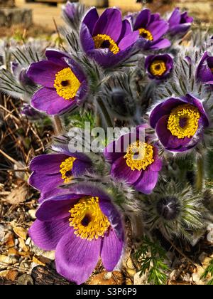 Pulsatilla Grandis der große Pasque blüht Stockfoto