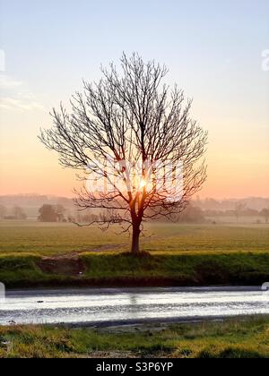 Sonnenaufgang durch einen Winterbaum mit einer Straße vor Norfolk, England Stockfoto