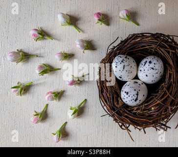 Vogelnest flach lag, mit gesprenkelten Eiern und Knospen von Apfelblüten, auf weißem Holz Hintergrund Stockfoto