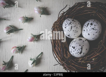 Vogelnest mit 3 gesprenkelten Eiern, umgeben von Apfelblütenknospen Stockfoto