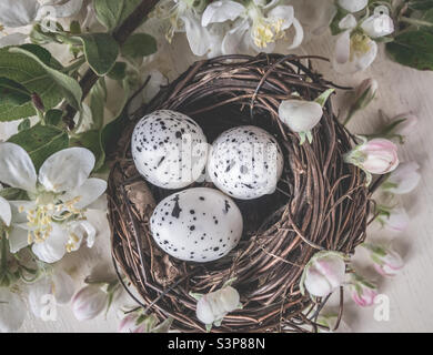 Vogelnest mit 3 gesprenkelten Eiern, umgeben von Apfelblüten Stockfoto