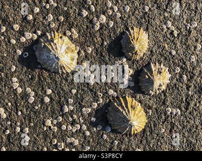 Schlampte Muscheln bei Ebbe sichtbar Stockfoto