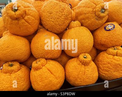 Sumo Citrus Orangen auf dem Display in Orange County California. Stockfoto