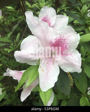 Rosa gefärbte Azaleen mit Wassertropfen auf Blütenblättern. Stockfoto
