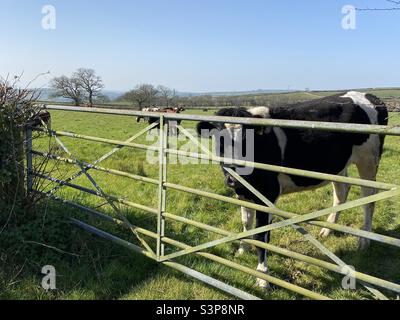 Kühe auf einem Feld in Rhydargaeau, Carmarthenshire, Wales. 26. März 2022. Stockfoto