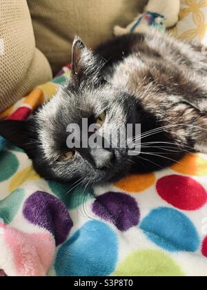 Schwarze Katze schläft in der Sonne Stockfoto