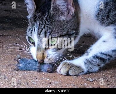 Ein 6 Monate altes Kätzchen mit ihrem ersten Töten im Mund Stockfoto