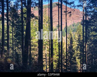 Sonnenlicht filtert durch den Wald Stockfoto