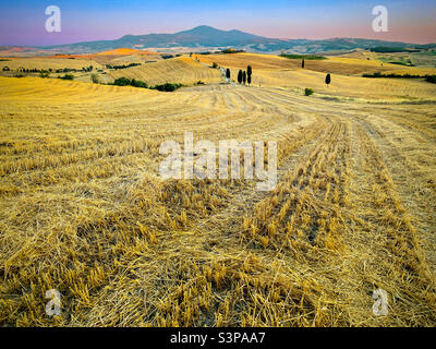 Frisch geerntetes Weizenfeld in der toskanischen Landschaft. Pienza, Toskana, Italien Stockfoto