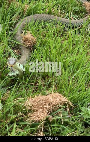 Grasschlange (Natrix Helvetica), die sich mit erhobenem Kopf durch das Gras bewegt. Manchmal als Ringelnatter bekannt. England, Großbritannien. Stockfoto